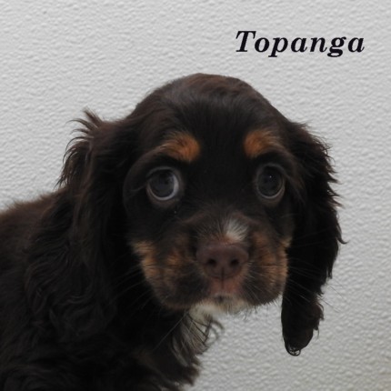 puppy, for, sale, Cocker Spaniel, Joe & Cherri  Overlease, dog, breeder, Miller, MO, dog-breeder, puppy-for-sale, forsale, nearby, find, puppyfind, locator, puppylocator, aca